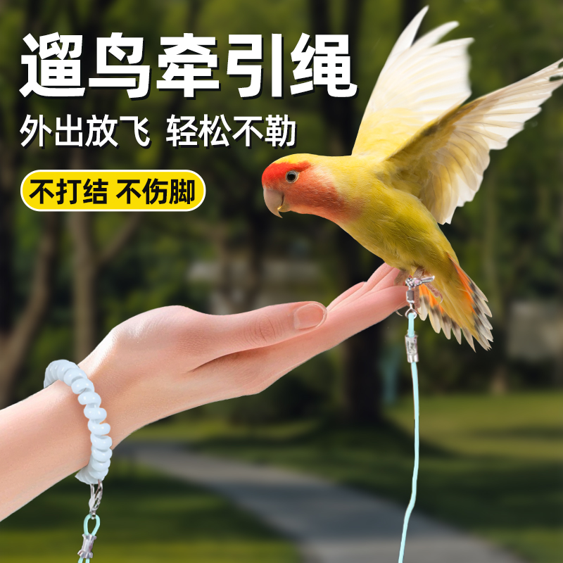专用鹦鹉放飞牵引绳外出训练绳