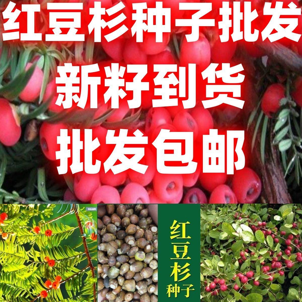 红豆杉种子新采林木种籽别名红豆树紫杉四季可播简单易种量大实惠