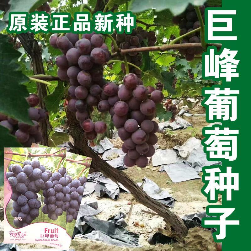 巨丰葡萄种籽盆栽果树蔬图片