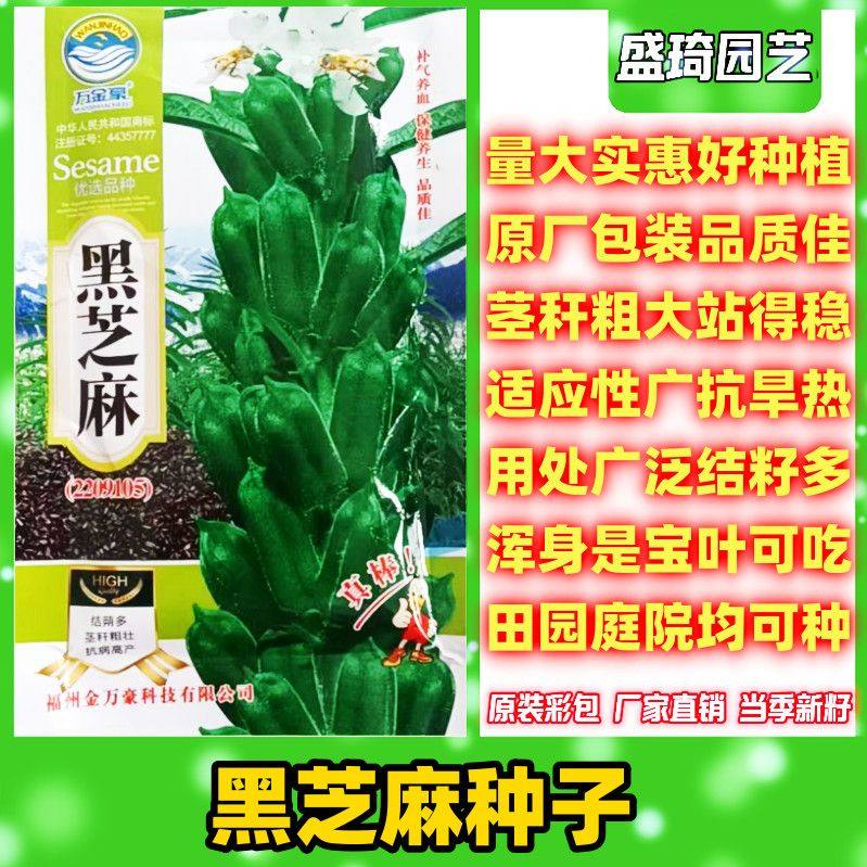黑芝麻种子食用高出油率黑芝麻原装黑芝麻种子好吃好种黑芝麻种子