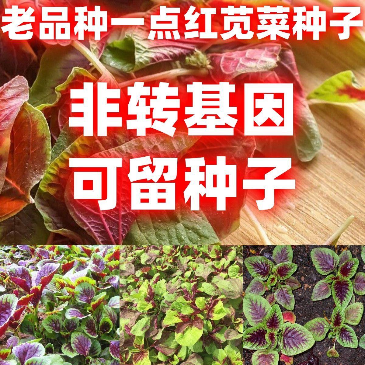 老品种一点红苋菜子汉籽白图片