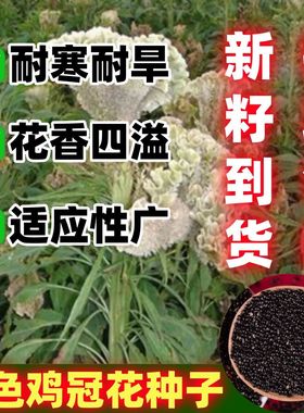 白色鸡冠花花种籽苗耐旱性强四季种易活可药用庭院扇状凤尾种阳台