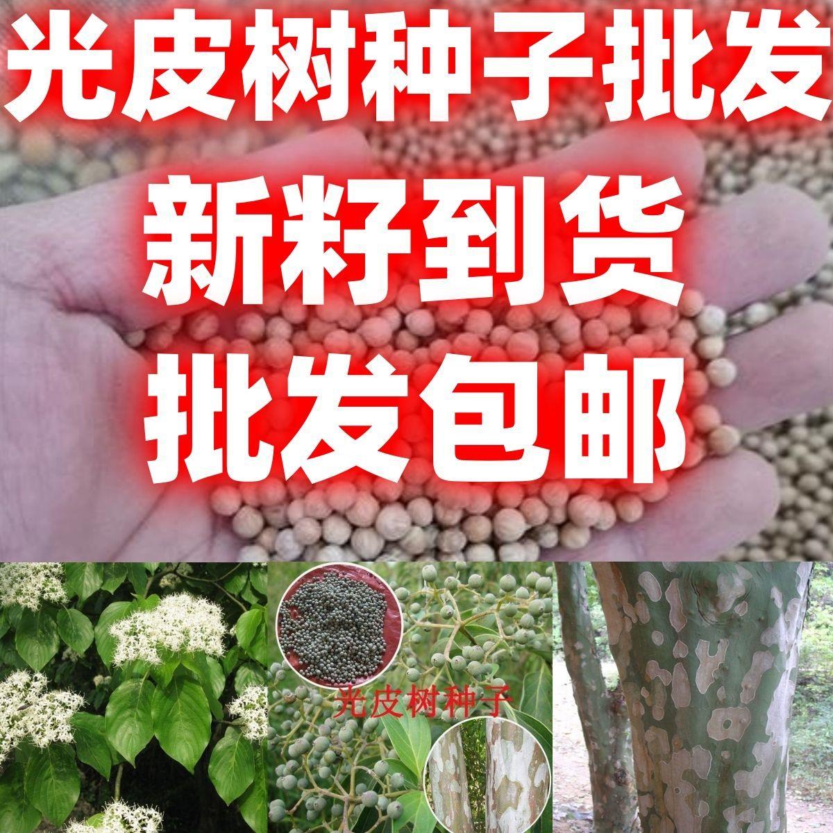 当季新籽光皮树种子林木种籽散装四季多年生景观绿化工程观叶种孑