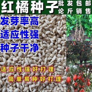 新采四川红桔种子红橘树种籽枸橘枳壳香橙嫁接橙子柑橘蜜橘红桔籽