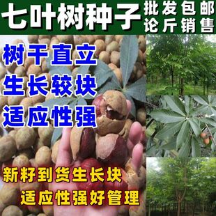 红花七叶树种子梭椤树梭椤子天师栗开心果白花七叶树林木种籽按斤