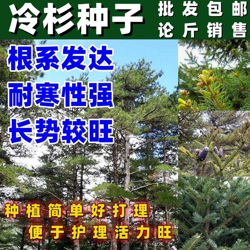 冷杉种子包邮四季常青杉树苗不落叶不发黄杉树景观当年采绿化观赏