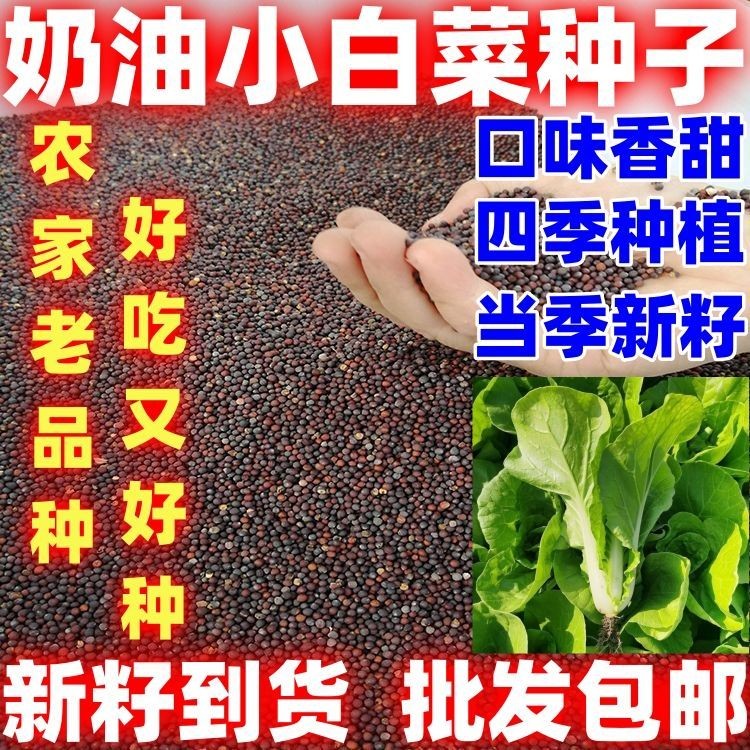 四季奶油小白菜种子春夏