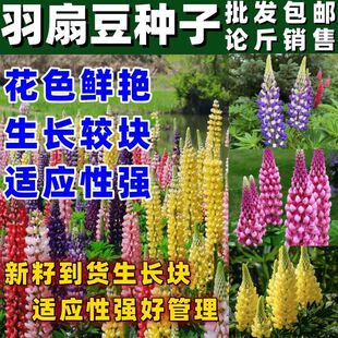 当季新籽羽扇豆种子又称鲁冰花种子耐寒花卉种子多年生宿根庭院