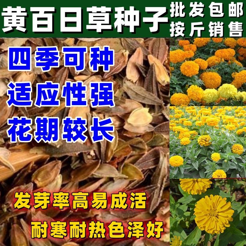 黄百日草种子庭院阳台观花系列黄百日草种子家庭种植包 花坛种植