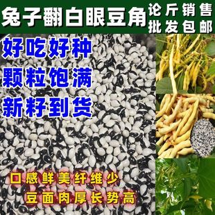 兔子翻白眼豆角种子田园庭院油豆角籽鼓豆面豆开锅烂种子无筋饱满