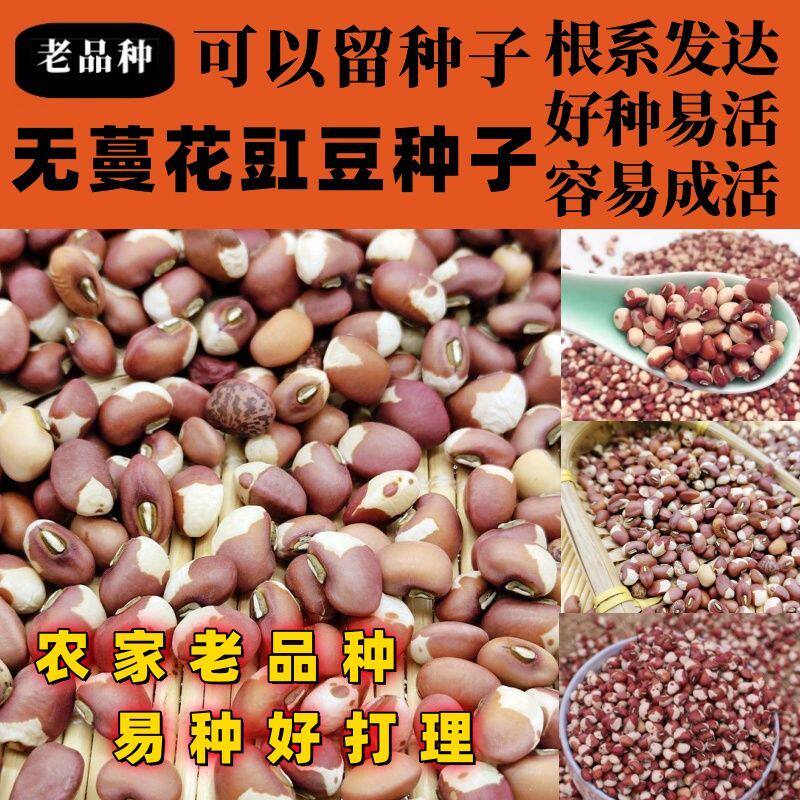 老品种无蔓花豇豆种子籽新货熬粥花豆种子姜豆种子农家饭豆种子籽