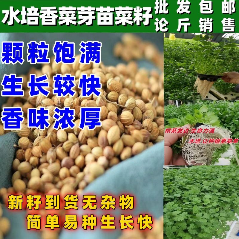 水培香菜芽苗菜种子水培香菜芽苗菜籽四季蔬菜种子无土栽培蔬菜种