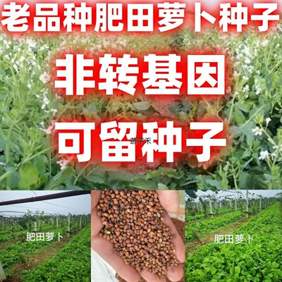老品种肥田萝卜种子散装