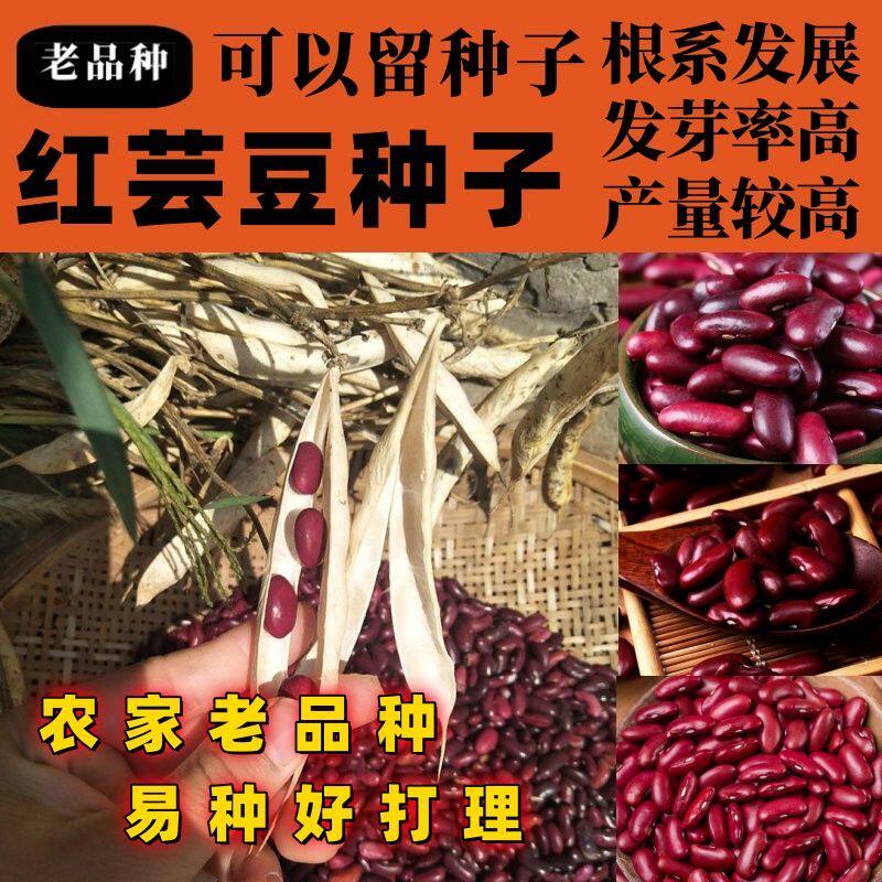 老品种红芸豆种子简单易种好吃田园庭院种植红芸豆种子红芸可留籽