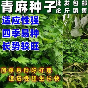中药材青麻子苘麻子苘麻籽茼麻子麻果籽麻果子芒果子用处广泛按斤