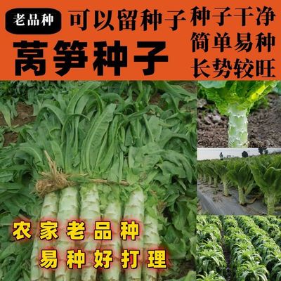 老品种莴笋种子抗高温莴苣籽白皮绿肉莴笋春夏秋冬四季蔬菜种子籽