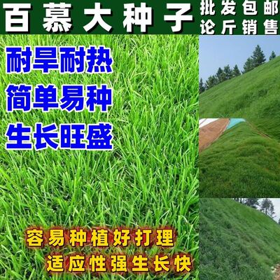 矮生百慕大草种子 四季青草籽 耐热耐旱耐践踏免修剪草坪草籽按斤