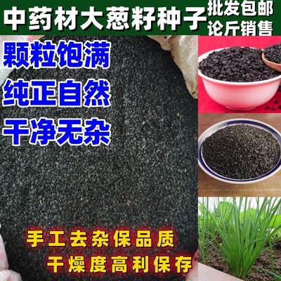 中药材大葱籽种子大葱熏牙虫正品农家优质大葱籽按斤销售包邮