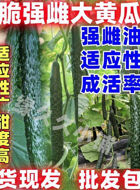 强雌翠绿黄瓜秧苗好吃强雌大黄瓜苗秧大黄瓜黄瓜秧苗生脆强磁黄瓜