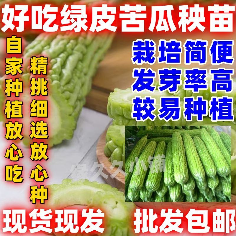 绿皮苦瓜苗大肉苦瓜苗