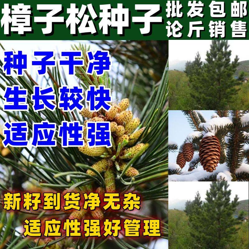 樟子松种子按斤卖当年新种子西伯利亚松黑河赤松林木树种籽按斤卖图片