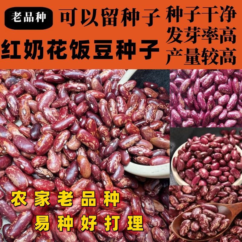 老品种红奶花饭豆种子豆香浓郁沙糯易煮饭豆种子站秧红饭豆种子籽