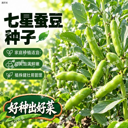 新种七星蚕豆种子易种植