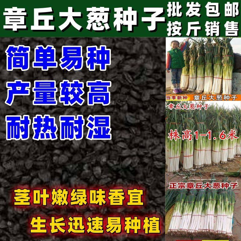 山东章丘大葱种子高产耐寒铁杆苗蔬菜苗子种籽四季春秋大葱种子
