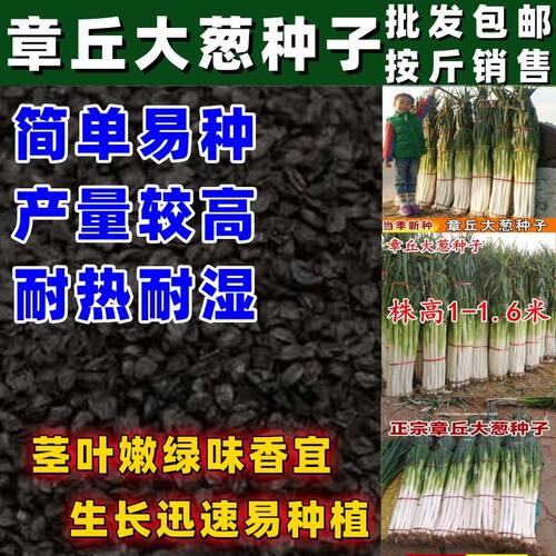 山东章丘大葱种子高产耐寒铁杆苗蔬菜苗子种籽四季春秋大葱种子