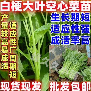 白梗柳叶空心菜苗白梗空心菜苗发货盆栽四季种白梗柳叶空心菜秧苗