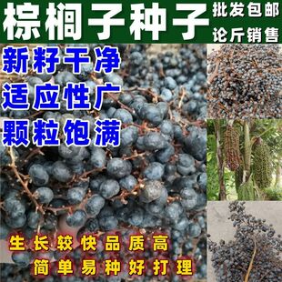 棕榈子种子中药材棕树籽棕榈子新货棕榈籽棕树子野生棕树果败棕子