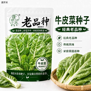 老品种牛皮菜种子可留种子非转基因脆嫩厚皮根达菜春秋蔬菜种子