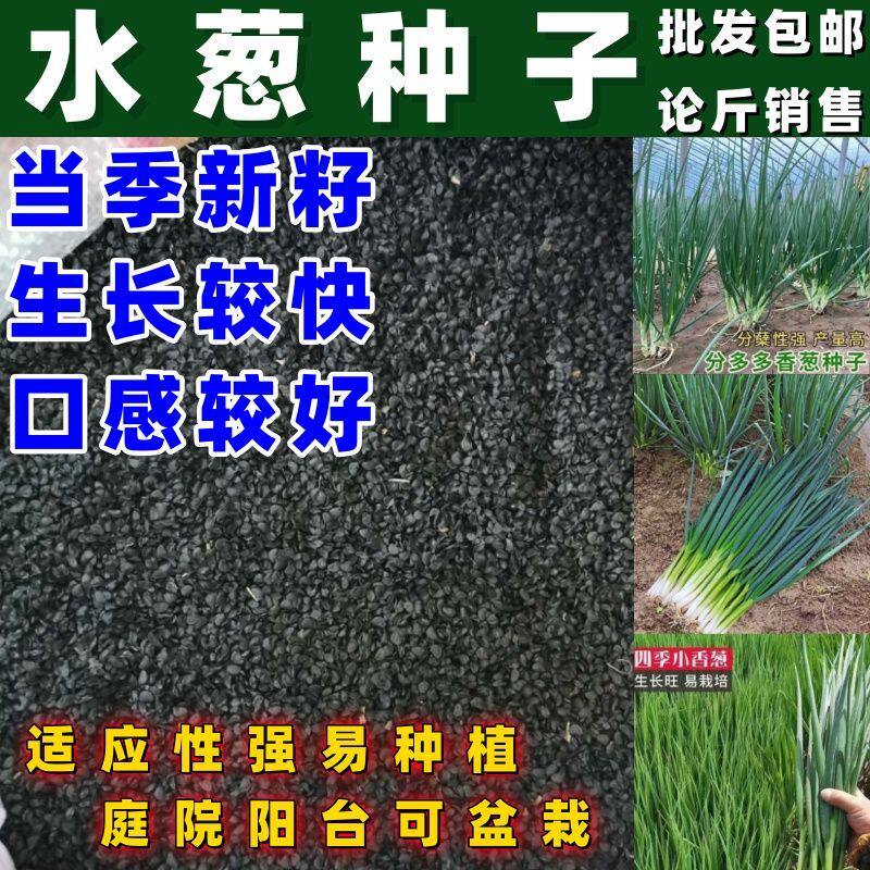 水葱种子水生植物水葱草野生水葱苗青叶水葱花叶水葱包邮