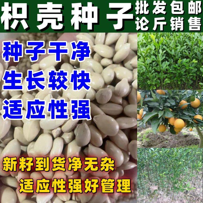 当季新籽枳壳种子小叶香橙种子砂糖橘柑橘类果树砧木种籽四季种植