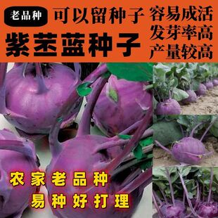 老品种水果苤蓝种子紫苤兰球茎苤菜天津青苤蓝大头菜薄皮生吃脆嫩