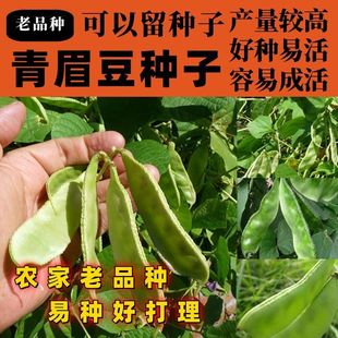 老品种青眉豆种子四季豆角眉豆种子大全家庭种植新手易种扁豆角籽