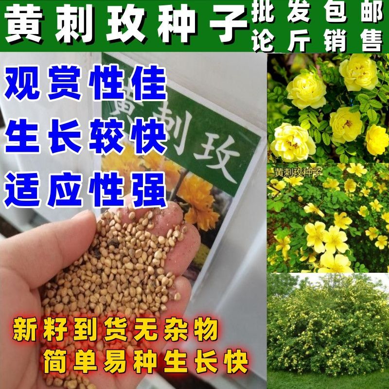 黄刺玫种子刺玫花黄刺梅花重瓣黄刺玫爬墙梅种子按斤销售包邮