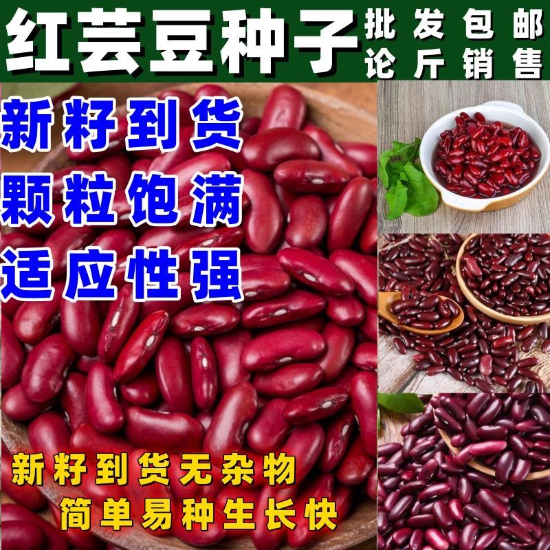 原种红芸豆种子大红豆籽饭豆种籽可不搭架红芸豆原装种子按斤销售