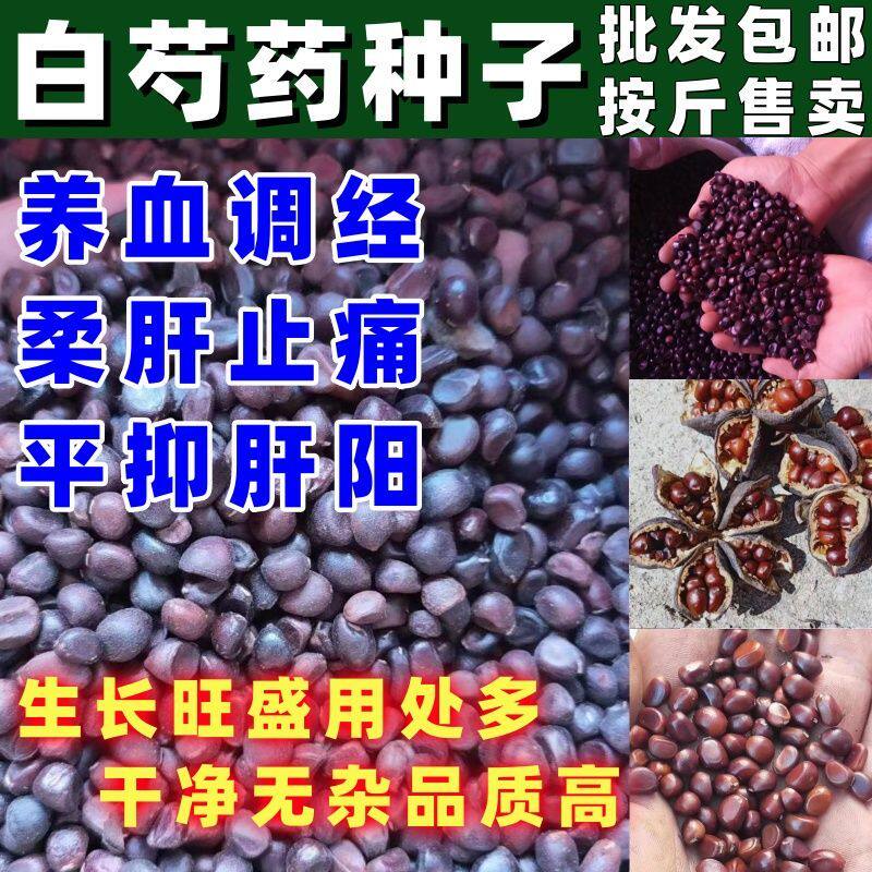 白芍药种子白芍药种籽散装包邮论斤卖药材种籽中药材种籽观赏