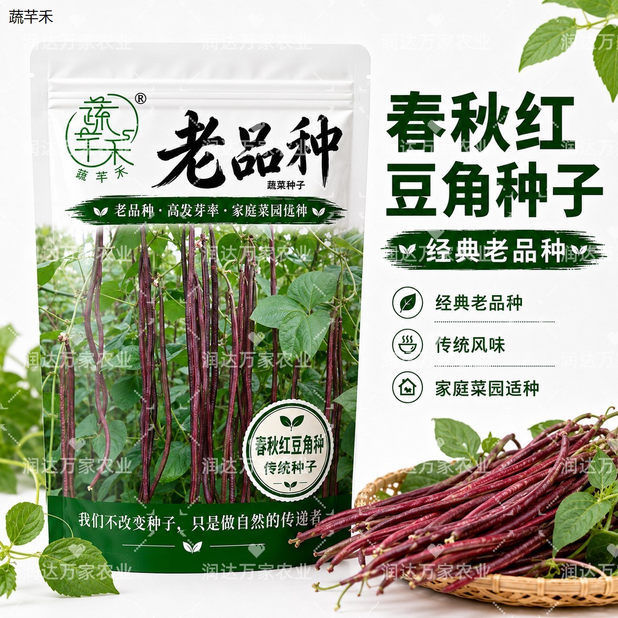 老豆角留转基因秋角种子图片