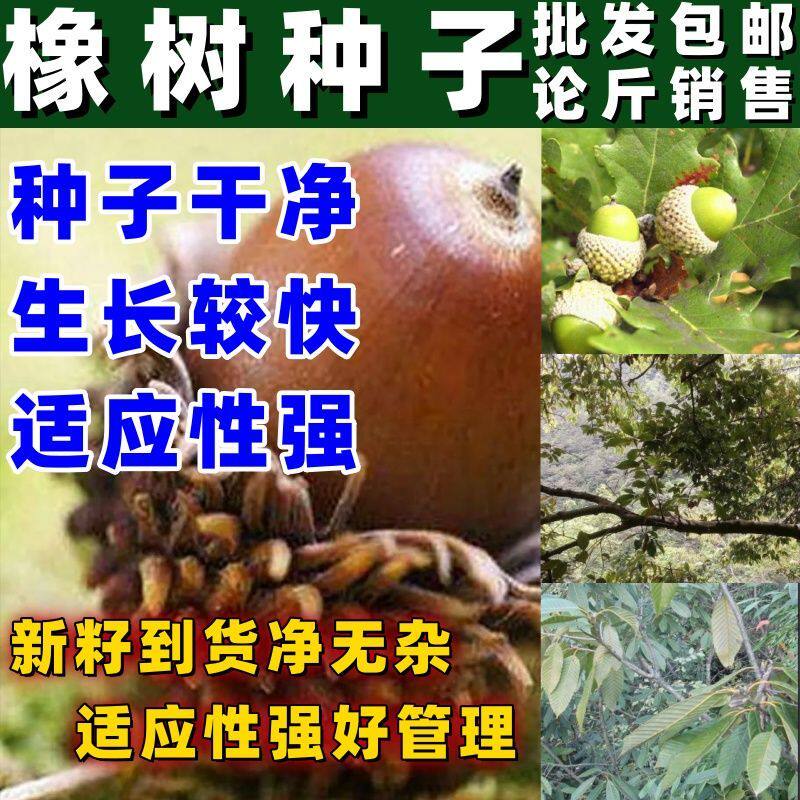 橡树种子尖齿白栎新鲜正宗白麻栎浆栎果种橡树种子又称栎树或正宗