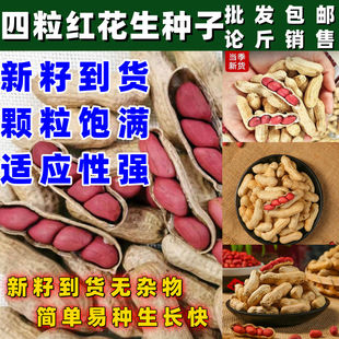 高产薄壳四粒红花生种子手工种籽黑带壳红皮花生米孑子大粒新品种