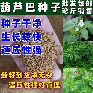 葫芦巴种子 胡芦巴胡卢巴一年生叶宝菜籽别称香草香豆种子可
