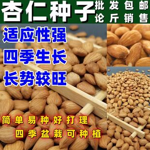 优质山杏核林木杏树种子山杏种子量大从优野生山杏核简单易种种子