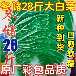 冬储28斤大白菜种子鑫东