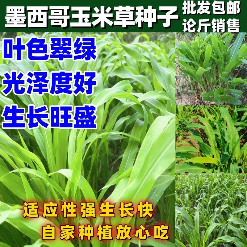 进口墨西哥玉米草种子高产型牧草种籽四季牧草养牛羊鸡鸭蚂蚱吃草