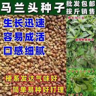 马兰头种子蔬菜种马兰头种籽简单易种阳台庭院田园盆栽农家老品种