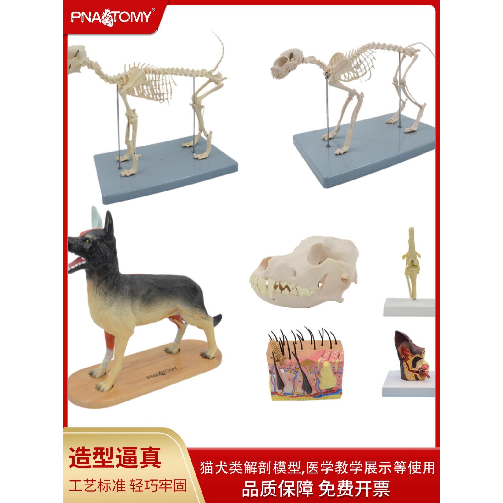 狗骨骼模型犬科头骨牙齿耳朵皮肤猫狗骨架解剖模型教学展示用品