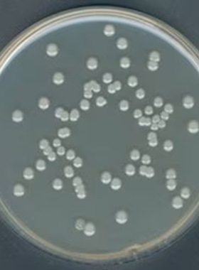 88588-500G-F密理博平板计数琼脂按Buchbinder等人方法Millipore