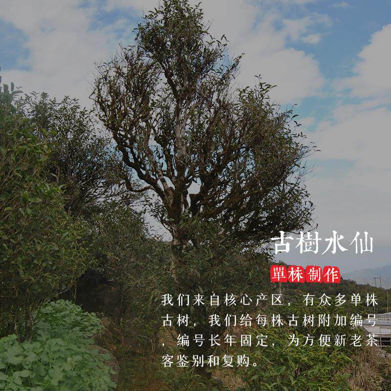 正宗单株熟香编号01-05号 特级百年凤凰单丛(枞)水